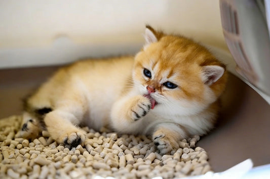 Litter Box Training Your Kitten: A 7-Day Plan for Fast, Stress-Free Success